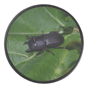 Dorcus parallelipedus, de kleine kever hockey puck