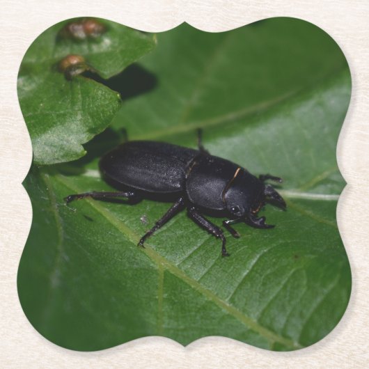 Dorcus parallelipedus, de kleine kever kartonnen onderzetters (Voorkant)