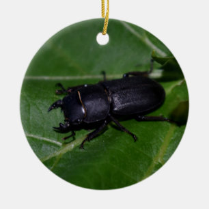 Dorcus parallelipedus, de kleine kever keramisch ornament