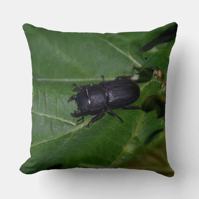 Dorcus parallelipedus, de kleine kever kussen (Voorkant)