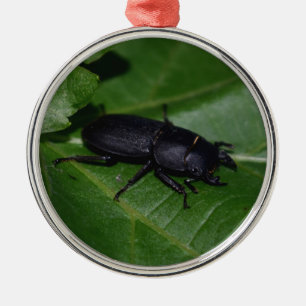 Dorcus parallelipedus, de kleine kever metalen ornament