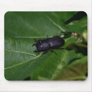 Dorcus parallelipedus, de kleine kever muismat