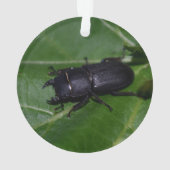 Dorcus parallelipedus, de kleine kever ornament (achterkant)