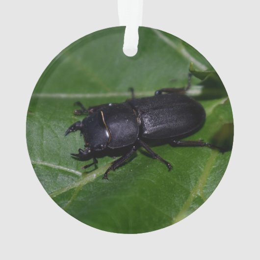 Dorcus parallelipedus, de kleine kever ornament (achterkant)