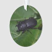 Dorcus parallelipedus, de kleine kever ornament (voorkant)