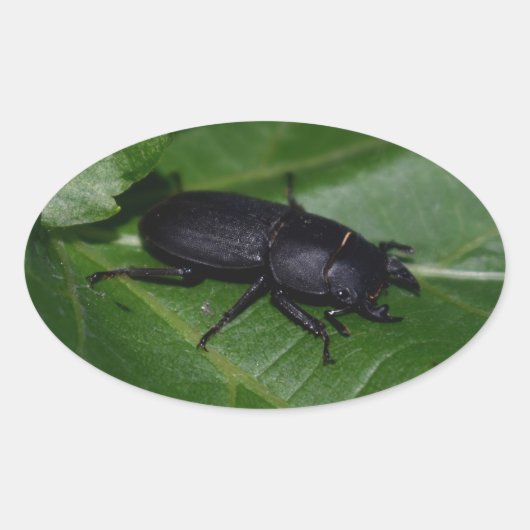 Dorcus parallelipedus, de kleine kever ovale sticker (Voorkant)