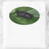 Dorcus parallelipedus, de kleine kever ovale sticker (Tas)