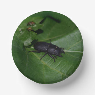Dorcus parallelipedus, de kleine kever papieren kommen