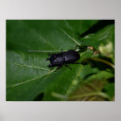 Dorcus parallelipedus, de kleine kever poster (Voorkant)