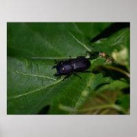 Dorcus parallelipedus, de kleine kever
