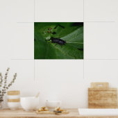 Dorcus parallelipedus, de kleine kever poster (Keuken)