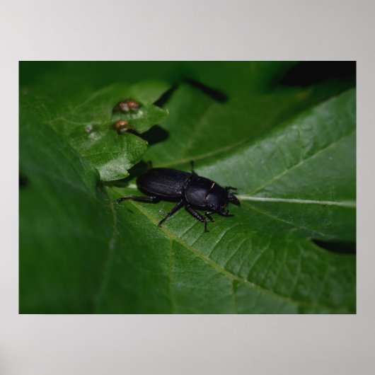 Dorcus parallelipedus, de kleine kever poster (Voorkant)