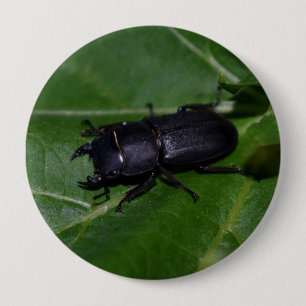 Dorcus parallelipedus, de kleine kever ronde button 4,0 cm