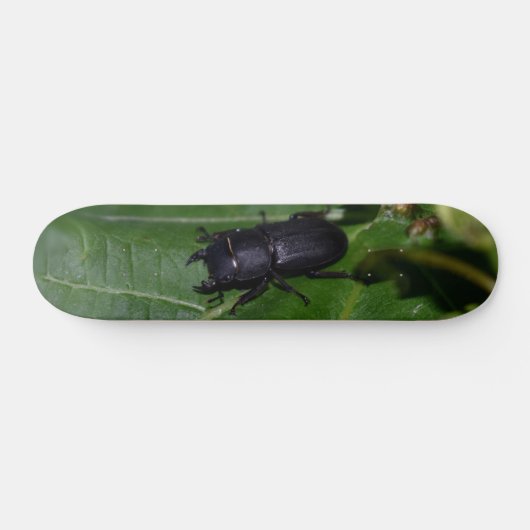 Dorcus parallelipedus, de kleine kever skateboard (Horizontaal)