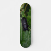 Dorcus parallelipedus, de kleine kever skateboard (Voorkant)