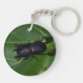 Dorcus parallelipedus, de kleine kever sleutelhanger (Achterkant)