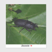 Dorcus parallelipedus, de kleine kever sticker (Vel)