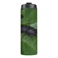 Dorcus parallelipedus, de kleine kever