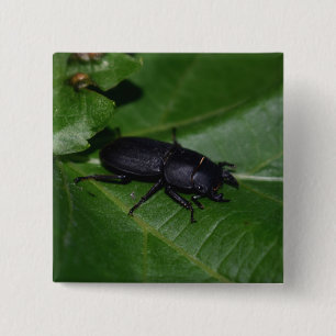 Dorcus parallelipedus, de kleine kever vierkante button 5,1 cm