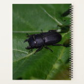Dorcus parallelipipedus, le moindre dendroctone du (Dos)