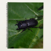 Dorcus parallelipipedus, le moindre dendroctone du (Devant)