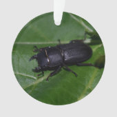 Dorcus parallelipipedus, le moindre dendroctone du (devant)