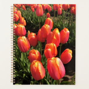 Dordogne tulips, Oregon