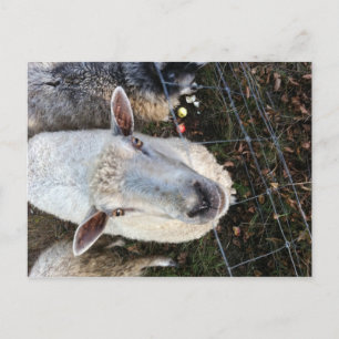 Doris de schapen briefkaart