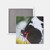 Doris Longwing Butterfly Magneet (Voorkant / Achterkant)