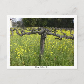 Dormant vine - Napa Valley Briefkaart