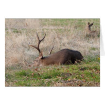 Dormir Buck/Me réveiller pour le gâteau