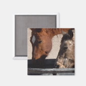 Dorstige Paarden Drinken bij de Watertrog Magneet (Voorkant / Achterkant)
