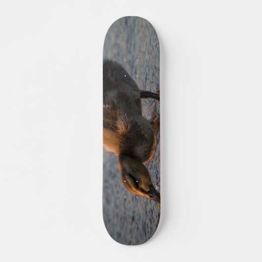Dorsty Baby Skateboard (Voorkant)