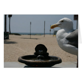 Dorsty Seagull