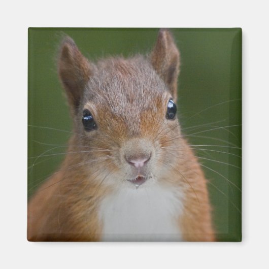 Dorsty Squirrel Magnet Magneet (Voorkant)