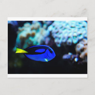 Dory, Blue Tang Fish Briefkaart