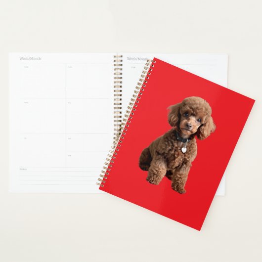 Dossier rouge de caniche jouet mignon (Devant avec enveloppe)