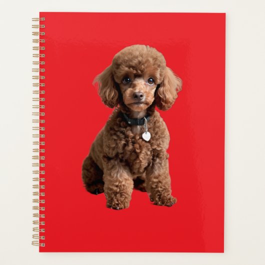 Dossier rouge de caniche jouet mignon (Devant)
