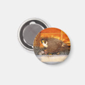 Dot.ca et Orion Magnet (Recto/Verso)