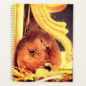 Doting Mama Dove (Devant)