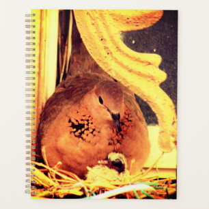 Doting Mama Dove