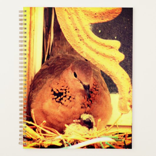 Doting Mama Dove (Devant)