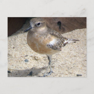 Dotterel Briefkaart