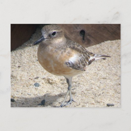 Dotterel Briefkaart (Voorkant)