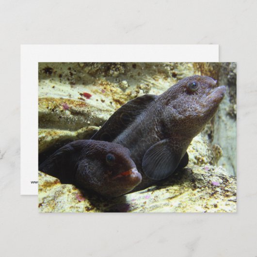 Double carte postale (Devant / Derrière)