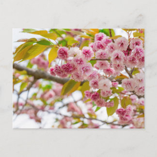 double cherry blossoms feestdagenkaart