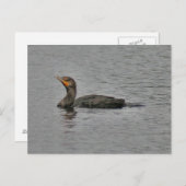 Double Crested Cormorant Bird Photo Briefkaart (Voorkant / Achterkant)