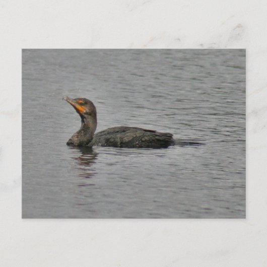 Double Crested Cormorant Bird Photo Briefkaart (Voorkant)
