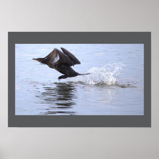 Double-crested Cormorant Bird Poster (Devant)