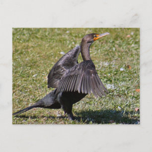Double Crested Cormorant Photo Briefkaart